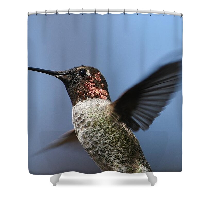 Hummingbird Shower Curtain featuring the photograph Bejeweled #1 by Fraida Gutovich