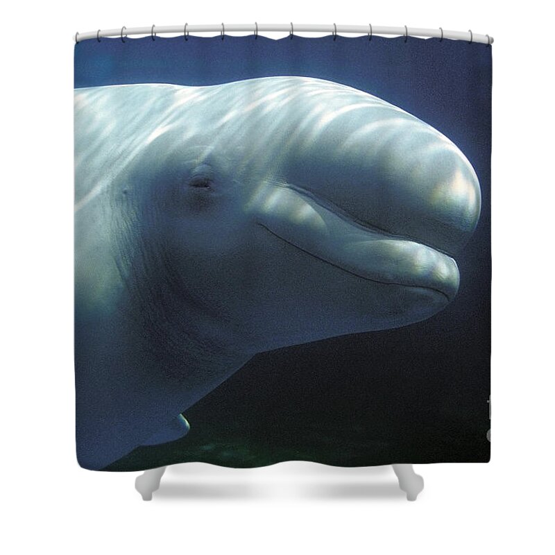Adult Shower Curtain featuring the photograph Beluga Whale Or White Whale #1 by Gerard Lacz