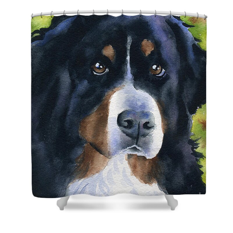 Bernese Mountain Dog Shower Curtain featuring the painting Bernese Mountain Dog by David Rogers