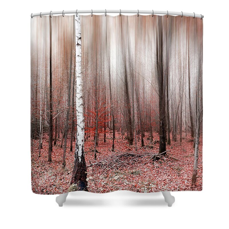 Abstract Shower Curtain featuring the photograph Birchforest In Fall #2 by Hannes Cmarits