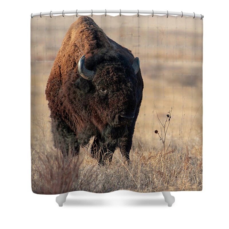 Bison Shower Curtain featuring the photograph Bison #1 by Catherine Lau