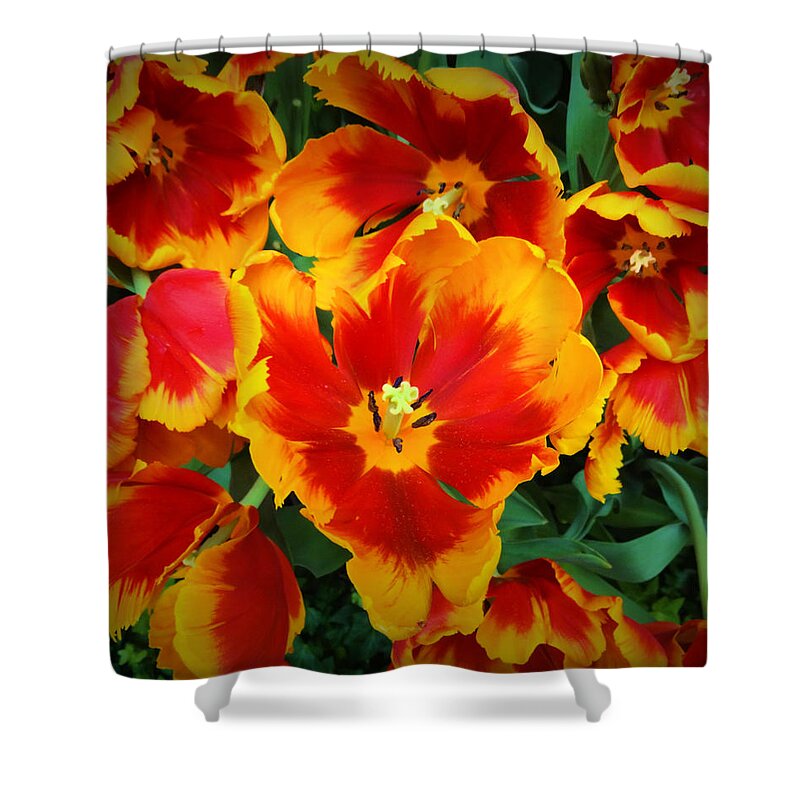 Flower Shower Curtain featuring the photograph Bloom #1 by Donna Spadola