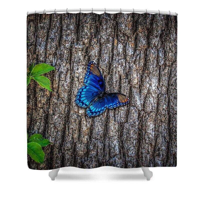Nature Shower Curtain featuring the photograph Blue Butterfly #1 by Doug Long