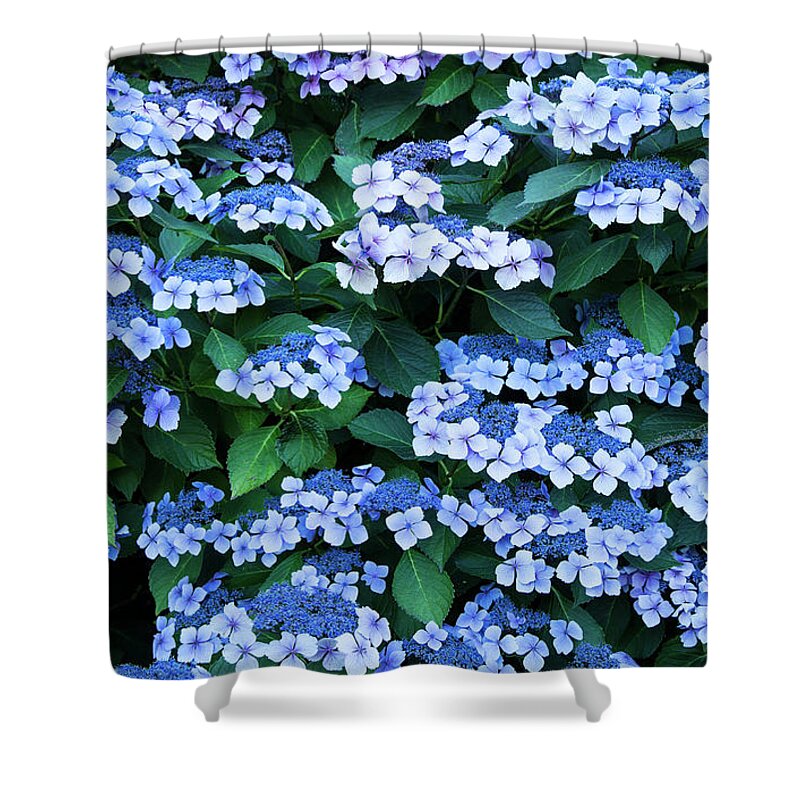 Theresa Tahara Shower Curtain featuring the photograph Miksang 12 Blue Hydrangea by Theresa Tahara