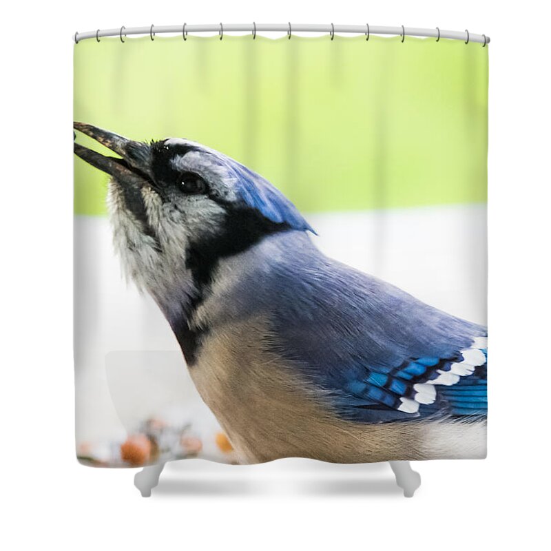 Blue Jay Shower Curtain featuring the photograph Blue Jay  by Holden The Moment