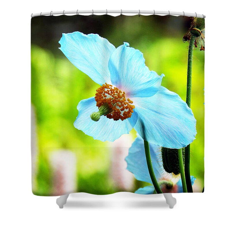 Himalayan Blue Poppy Shower Curtain featuring the photograph Blue Poppy #2 by Zinvolle Art