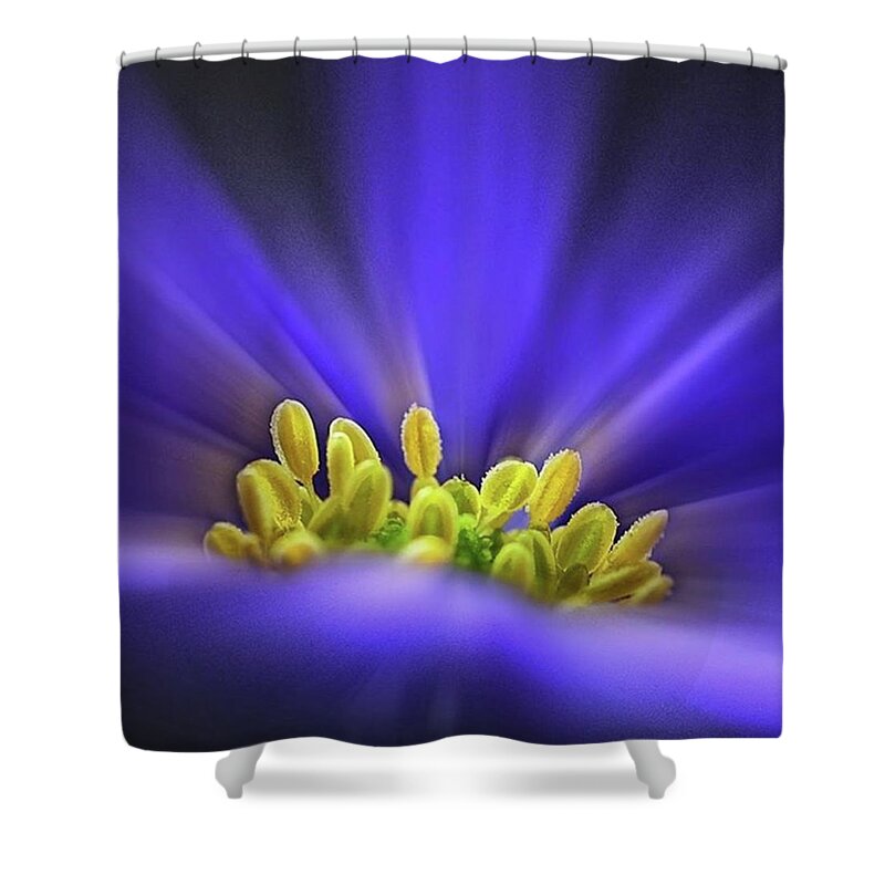 Beautiful Shower Curtain featuring the photograph blue Shades - An Anemone Blanda #1 by John Edwards