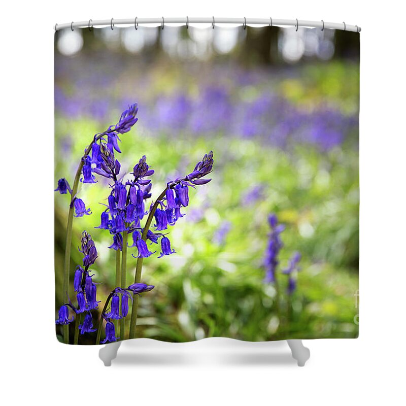 Spring Shower Curtain featuring the photograph Bluebells #1 by Jane Rix