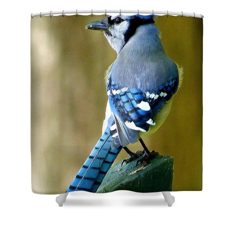 Bluejay Shower Curtain featuring the photograph Bluejay #1 by Jean Wright