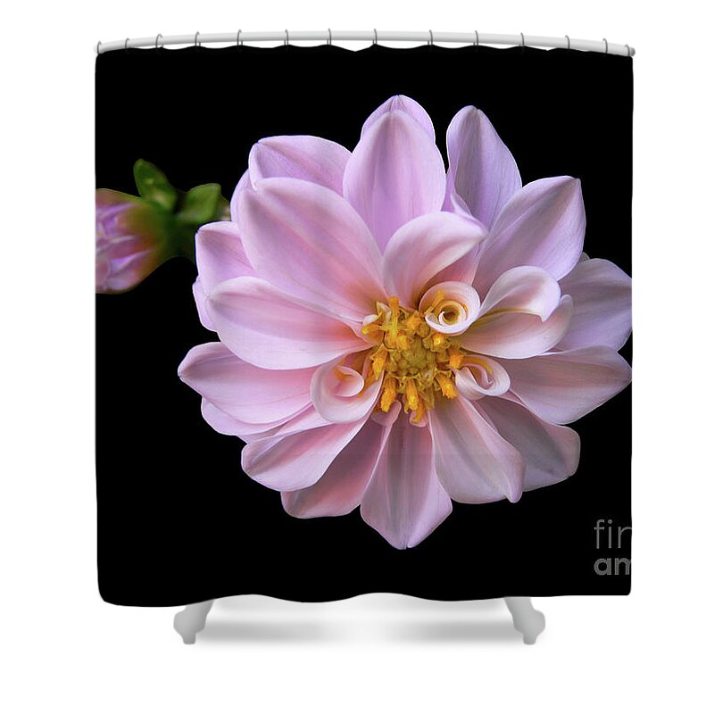 Pink Shower Curtain featuring the photograph Blushing #1 by Doug Norkum