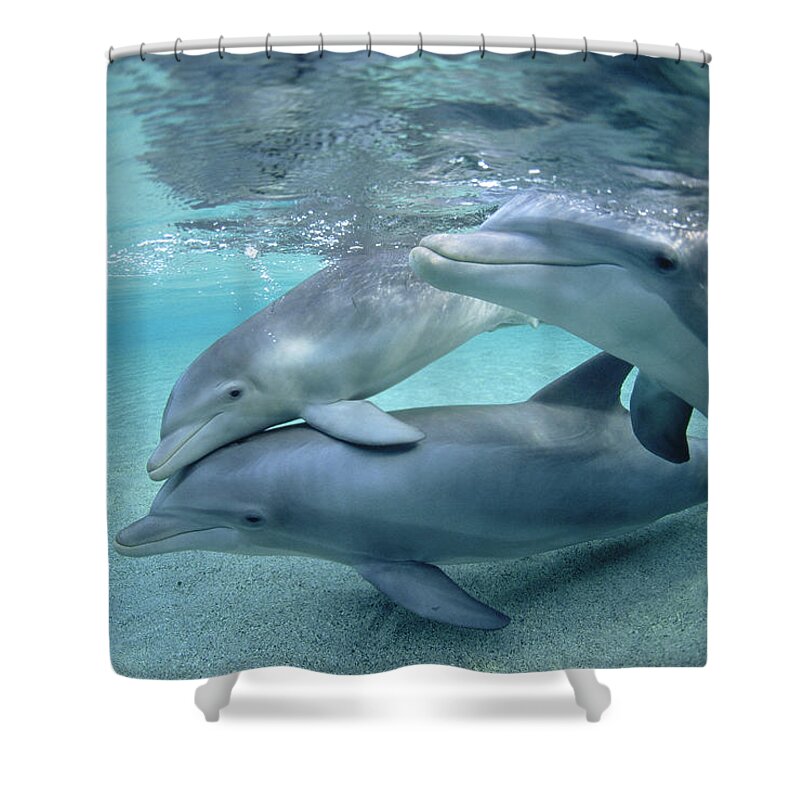 00087614 Shower Curtain featuring the photograph Bottlenose Dolphin Underwater Trio #1 by Flip Nicklin