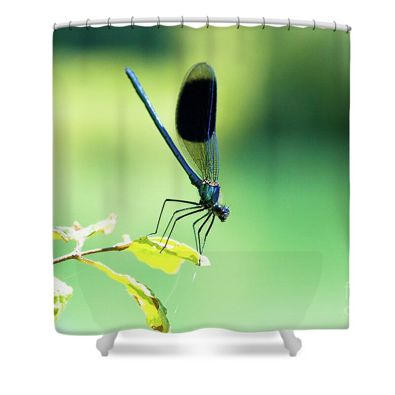 Countryside Shower Curtain featuring the photograph Broad-winged Damselfly, Dragonfly by Amanda Mohler