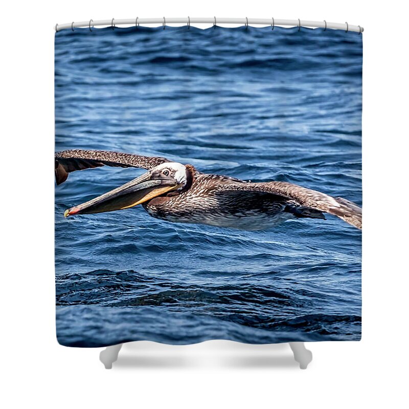 Brown Pelican Shower Curtain featuring the photograph Brown Pelican 4 #1 by Endre Balogh