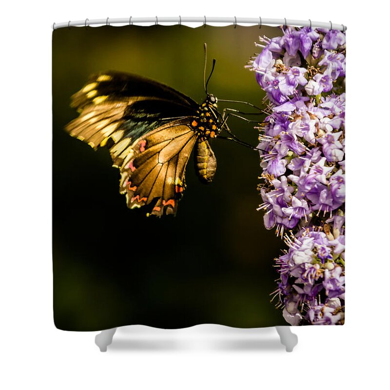 Jay Stockhaus Shower Curtain featuring the photograph Butterfly #1 by Jay Stockhaus