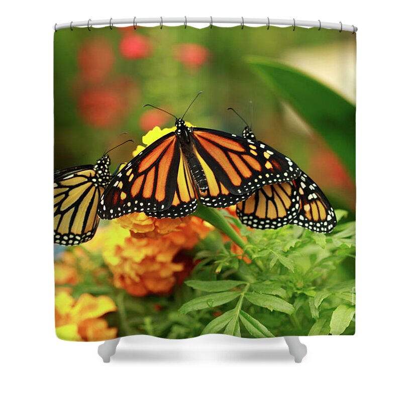 Monarch Butterflies Shower Curtain featuring the photograph Butterfly Monarchs on Mums #2 by Luana K Perez
