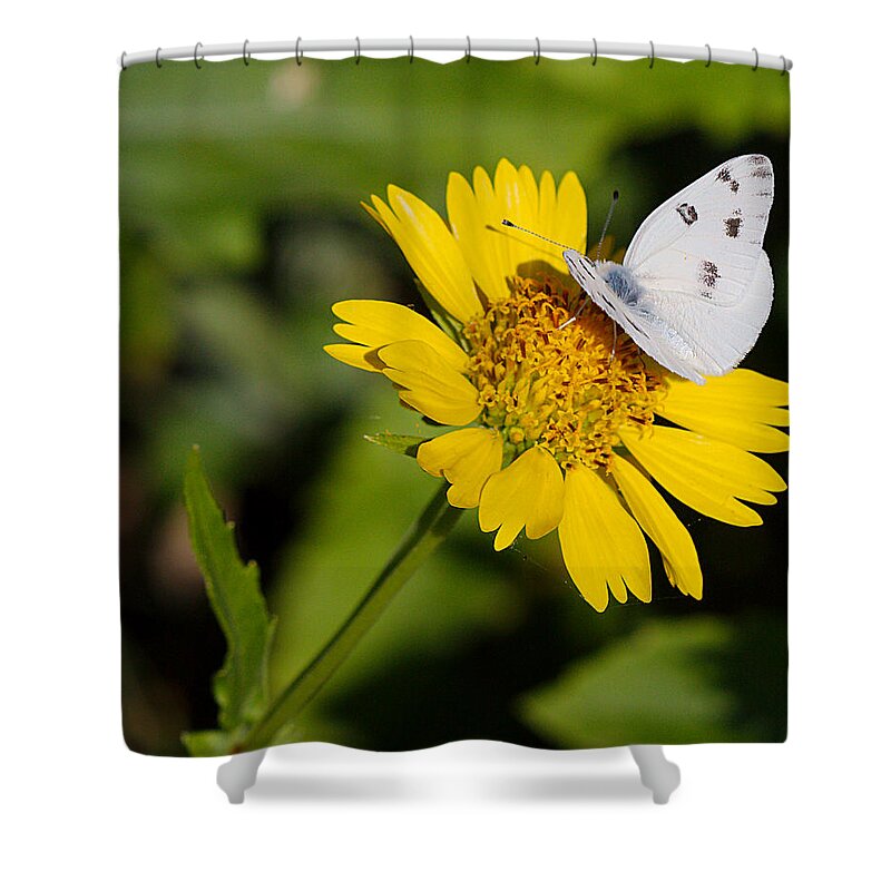 James Smullins Shower Curtain featuring the photograph Cabbage white butterfly by James Smullins