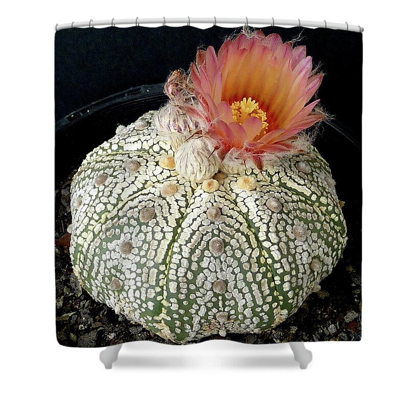 Cactus Shower Curtain featuring the photograph Cactus Flower 4 #2 by Selena Boron