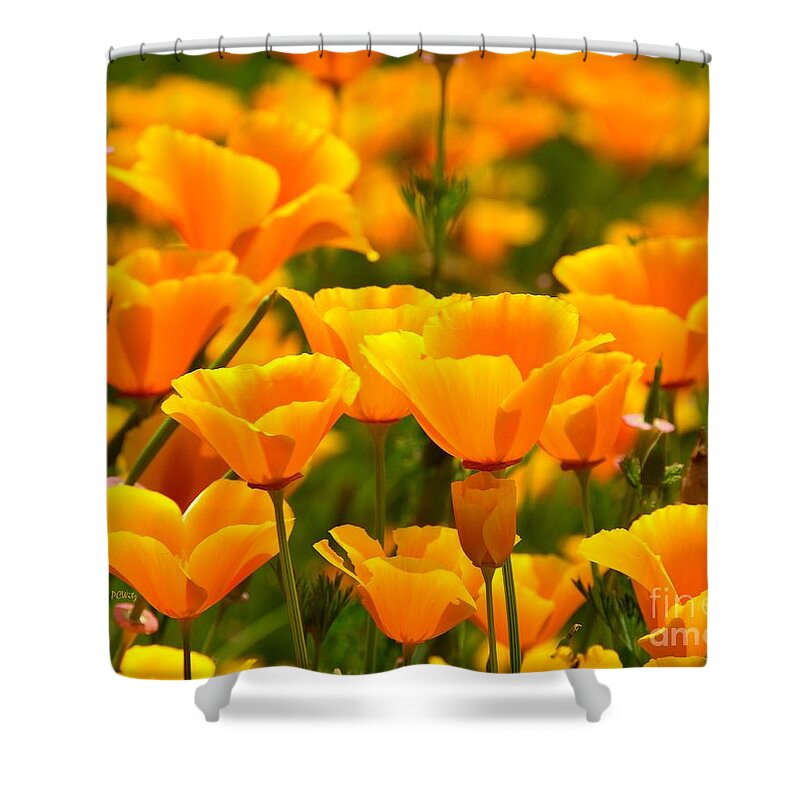 California Poppies Shower Curtain featuring the photograph California Poppies by Patrick Witz