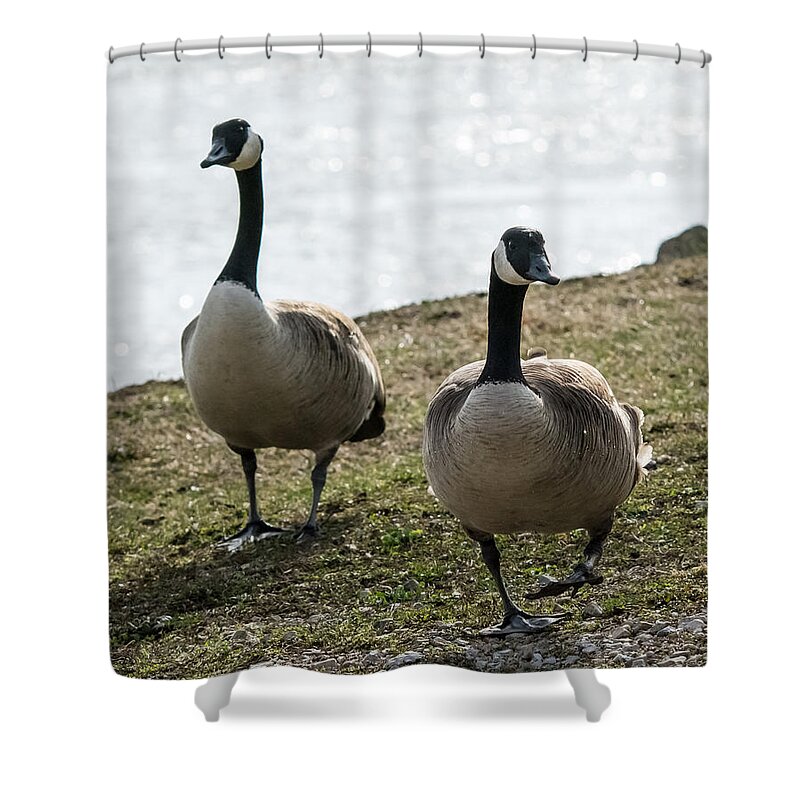 Jan Holden Shower Curtain featuring the photograph Canada Geese   by Holden The Moment