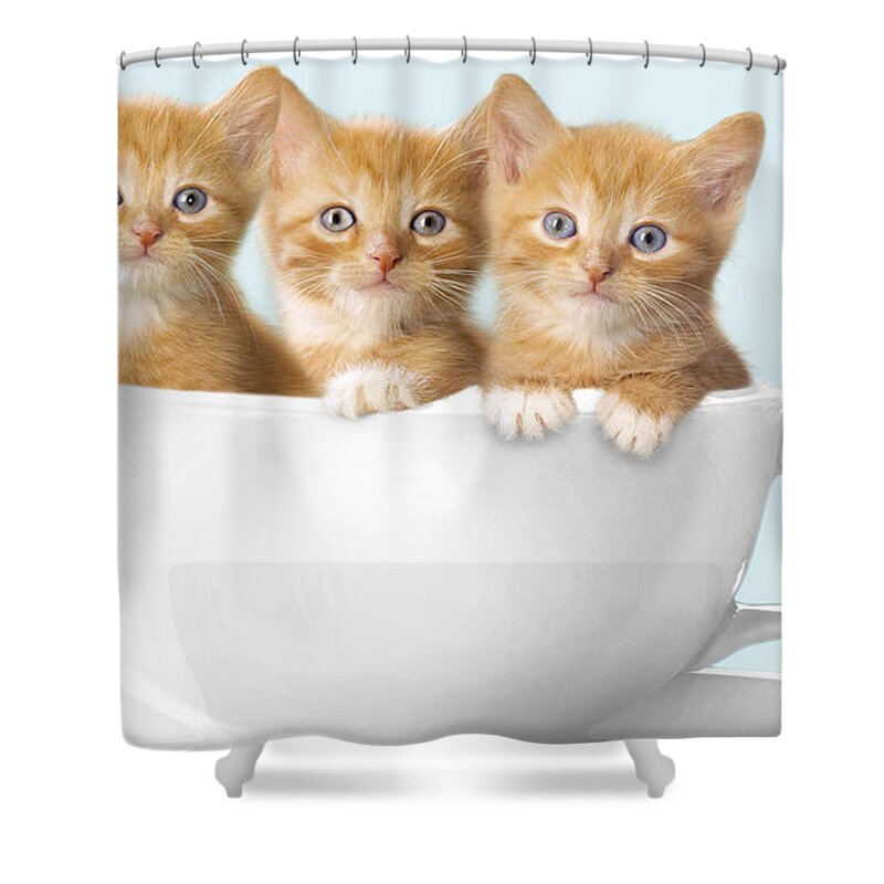 Domestic Animals Shower Curtains