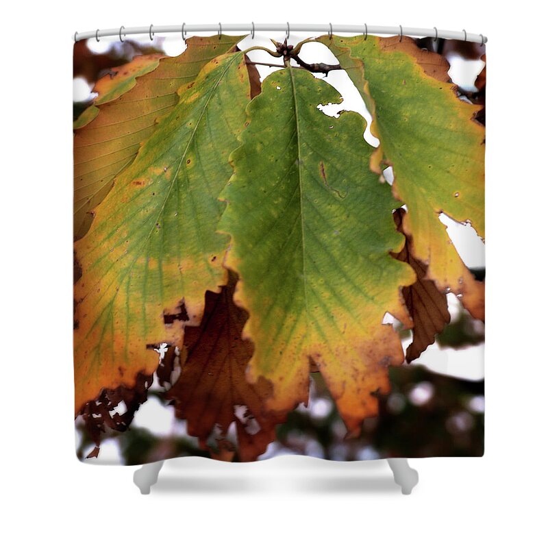 Fall Shower Curtain featuring the photograph Changing Leaves #1 by George Taylor