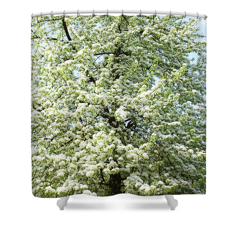 Flower Shower Curtain featuring the photograph Cherry tree in blossom #2 by Irina Afonskaya
