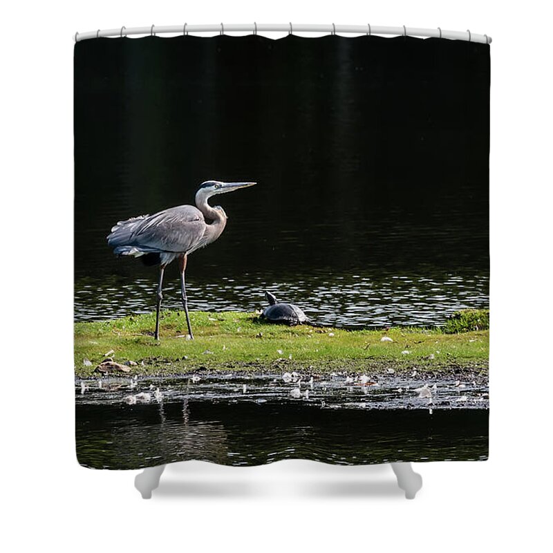 Great Blue Heron Shower Curtain featuring the photograph Chesapeake Bay Great Blue Heron #1 by Patrick Wolf