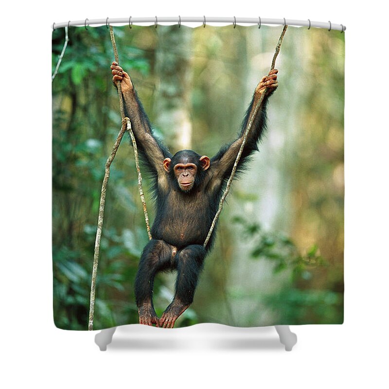 Mp Shower Curtain featuring the photograph Chimpanzee Pan Troglodytes Juvenile #1 by Cyril Ruoso