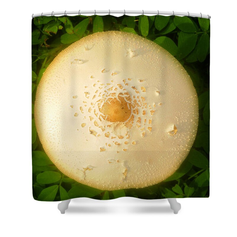 Circle Of Life Shower Curtain featuring the photograph Circle of life #1 by David Lee Thompson
