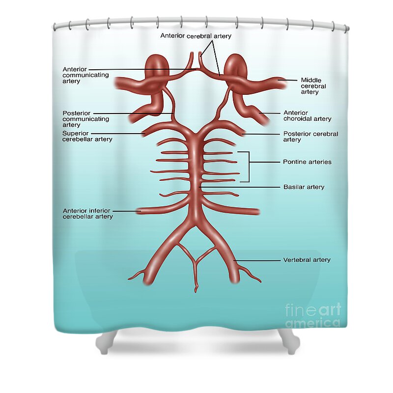 Illustration Shower Curtain featuring the photograph Circle Of Willis, Illustration #1 by Gwen Shockey