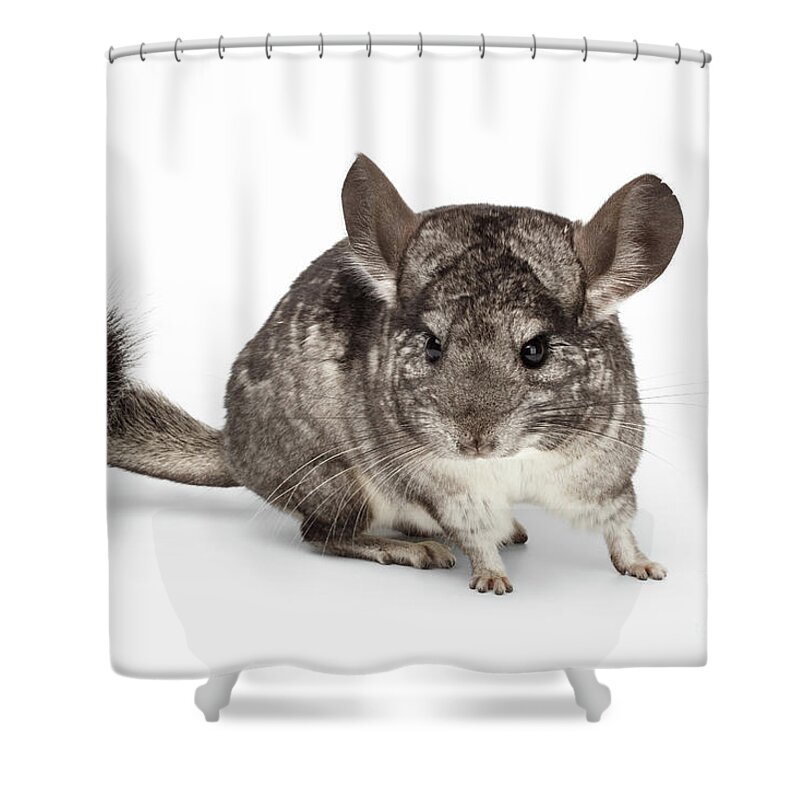 Chinchilla Shower Curtain featuring the photograph Closeup Chinchilla in Profile View on white by Sergey Taran
