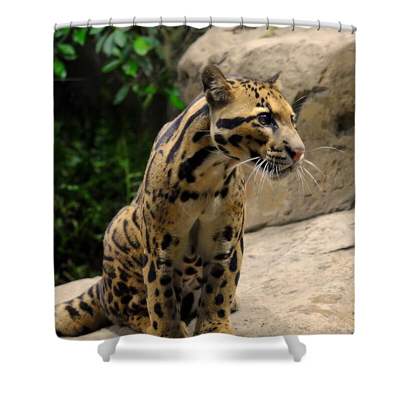 Clouded Leopard Shower Curtain featuring the photograph Clouded Leopard Neofelis nebulosa #1 by Nathan Abbott
