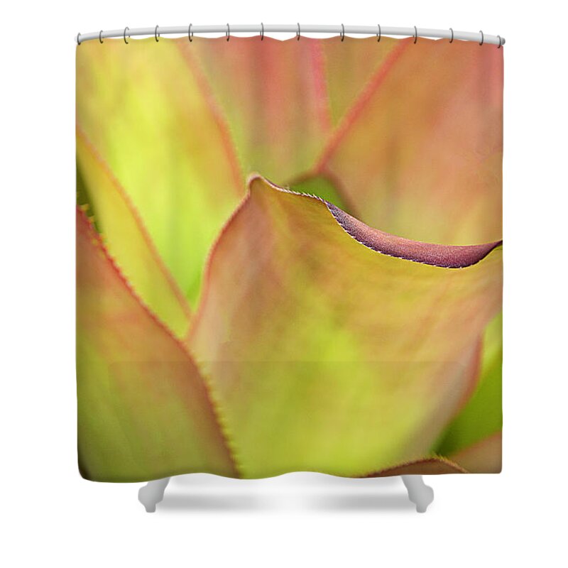Plant Shower Curtain featuring the photograph Colors of Nature #2 by Julie Palencia