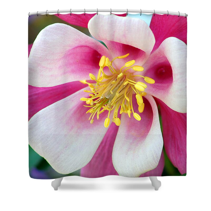 Columbine Shower Curtain featuring the photograph Columbine Flower 1 by Amy Fose