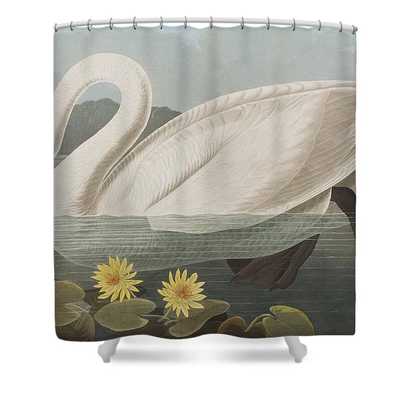 Swan Shower Curtain featuring the painting Common American Swan by John James Audubon