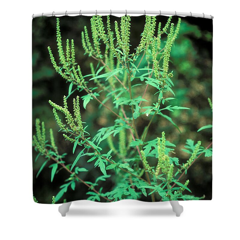 Plant Shower Curtain featuring the photograph Common Ragweed In Flower by John Kaprielian