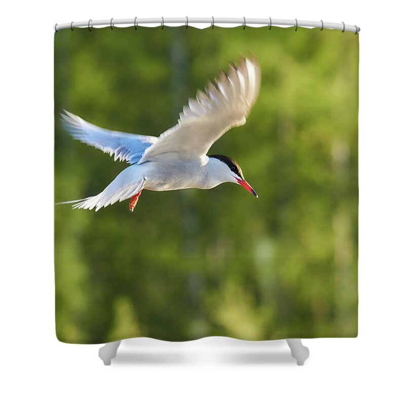 Isosuo Shower Curtain featuring the photograph Common tern #1 by Jouko Lehto