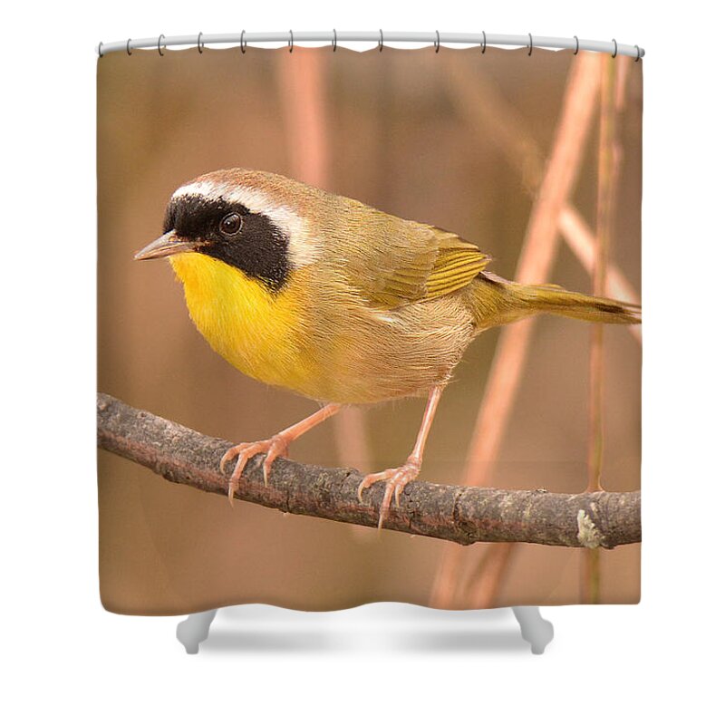 Warbler Shower Curtain featuring the photograph Common Yellow-throat #1 by Alan Lenk