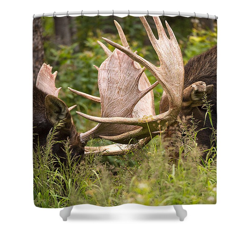 Bull Moose Shower Curtain featuring the photograph Engaged by Aaron Whittemore