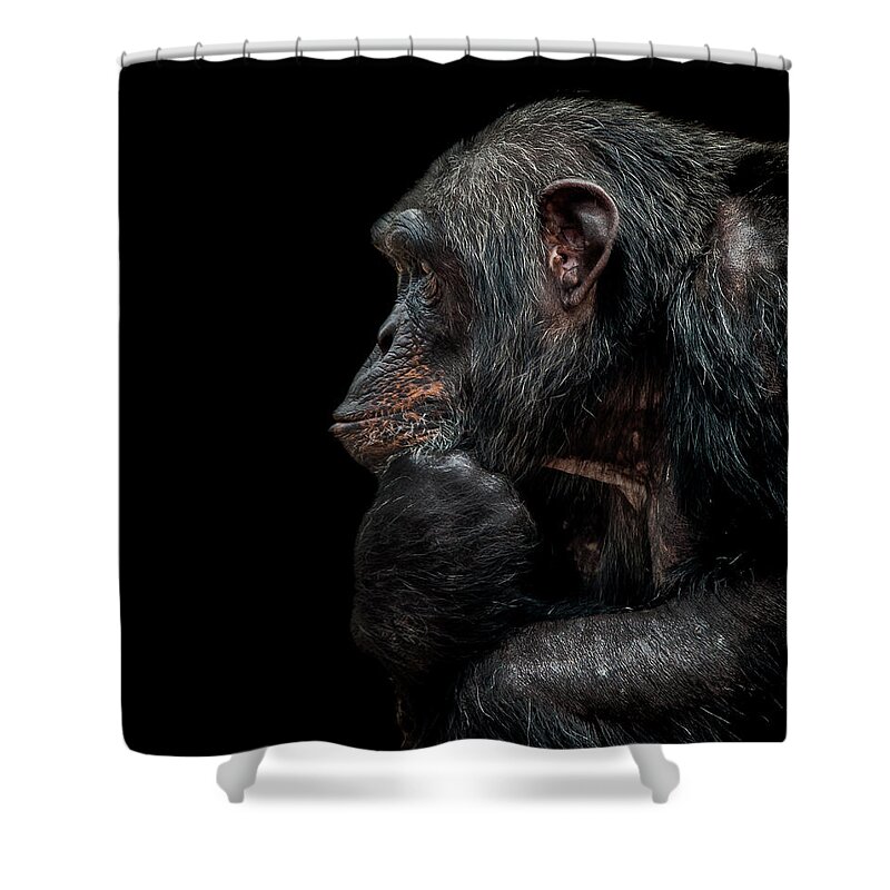 Chimpanzee Shower Curtain featuring the photograph Contemplation by Paul Neville