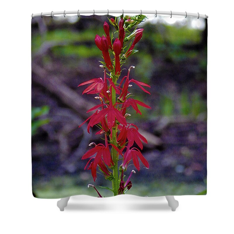 Summer Shower Curtain featuring the photograph Contrast #2 by Wild Thing