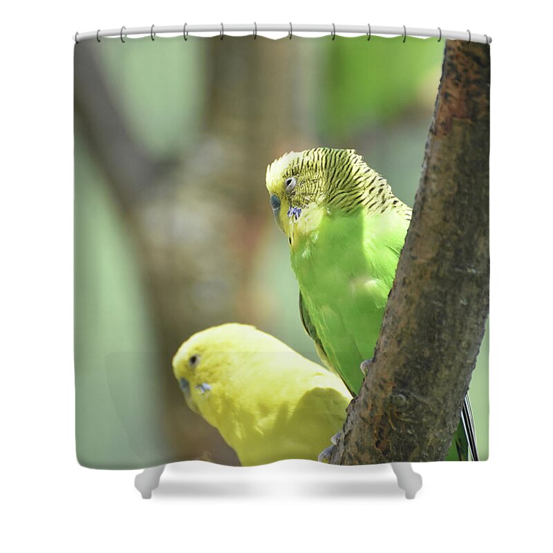 Budgie Shower Curtain featuring the photograph Couple of Green and Yellow Budgerigar Sitting in a Tree #1 by DejaVu Designs
