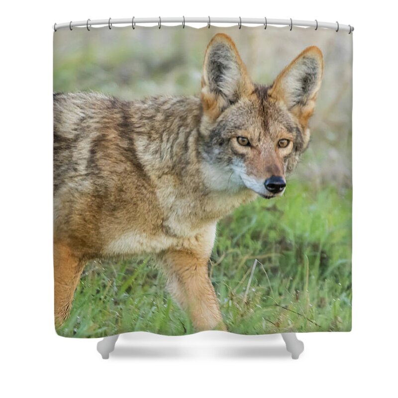 California Shower Curtain featuring the photograph Coyote Stare #1 by Marc Crumpler