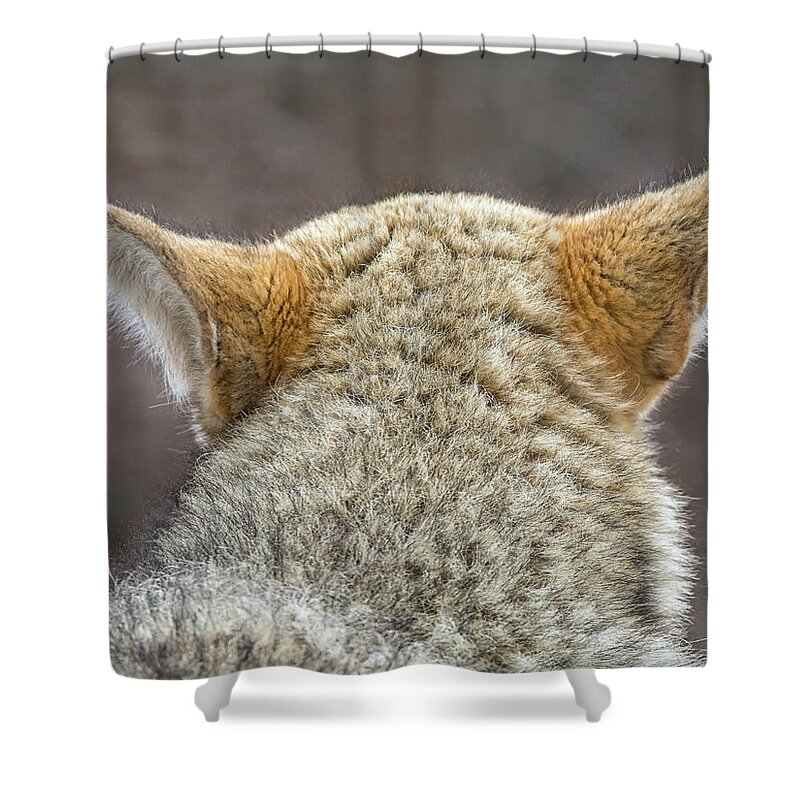 Coyote Shower Curtain featuring the photograph Coyote #1 by Tam Ryan