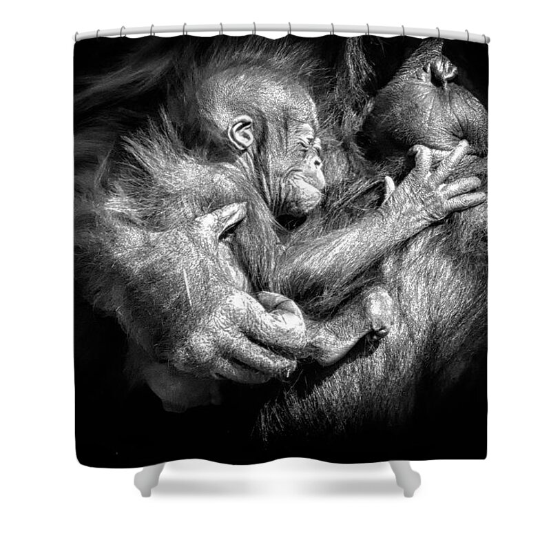 Crystal Yingling Shower Curtain featuring the photograph Cradle #1 by Ghostwinds Photography