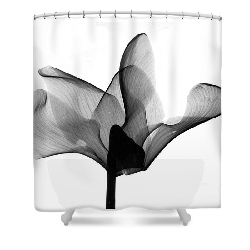 Nature Shower Curtain featuring the photograph Cyclamen Flower X-ray #1 by Bert Myers