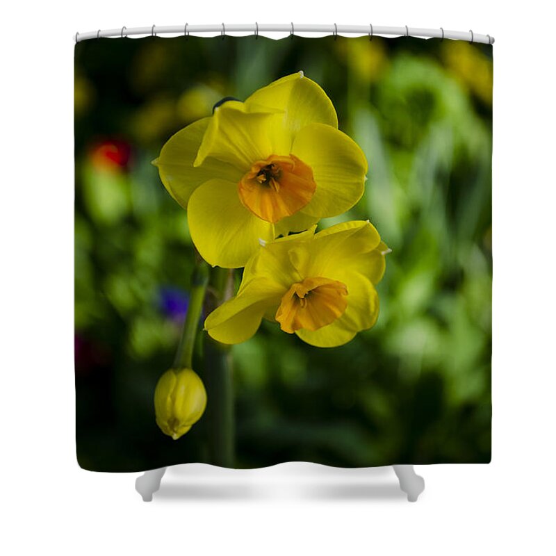 Shower Curtain featuring the photograph Daffodils #1 by Dan Hefle