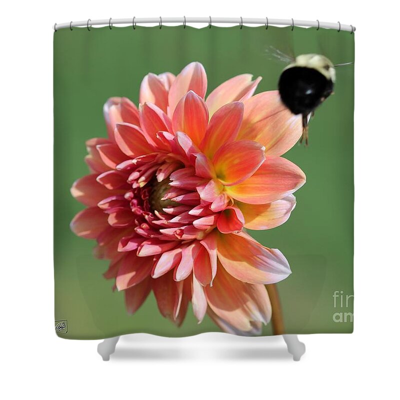 Mccombie Shower Curtain featuring the photograph Dahlia named A La Mode #1 by J McCombie