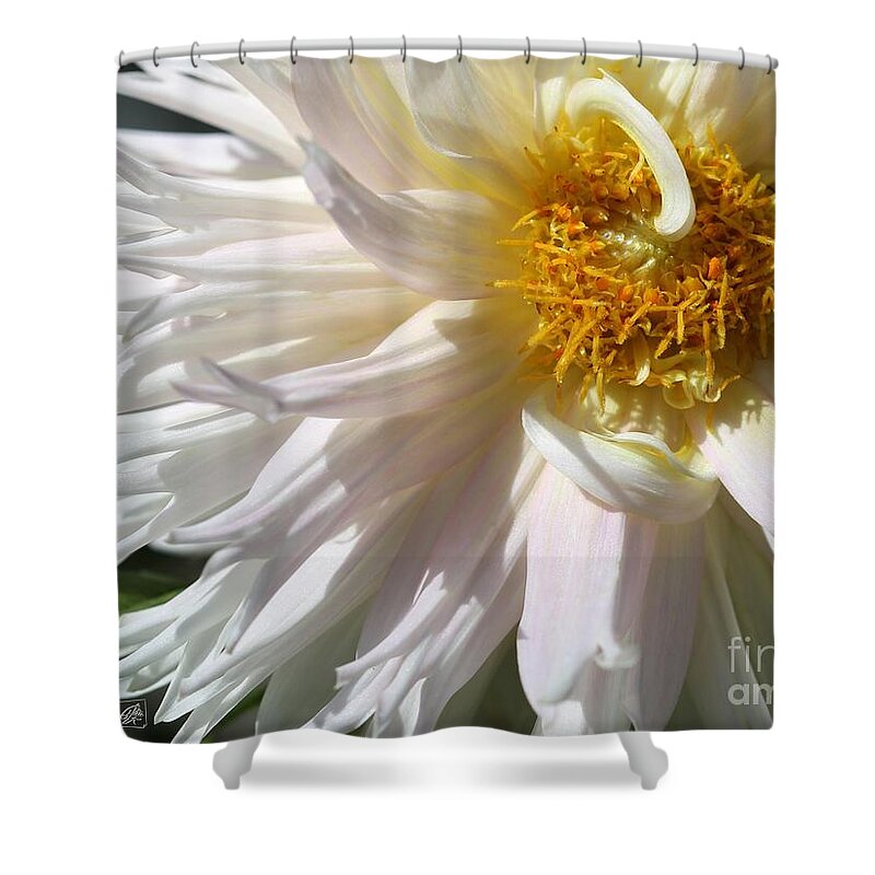 Mccombie Shower Curtain featuring the photograph Dahlia named Nadia Ruth #5 by J McCombie