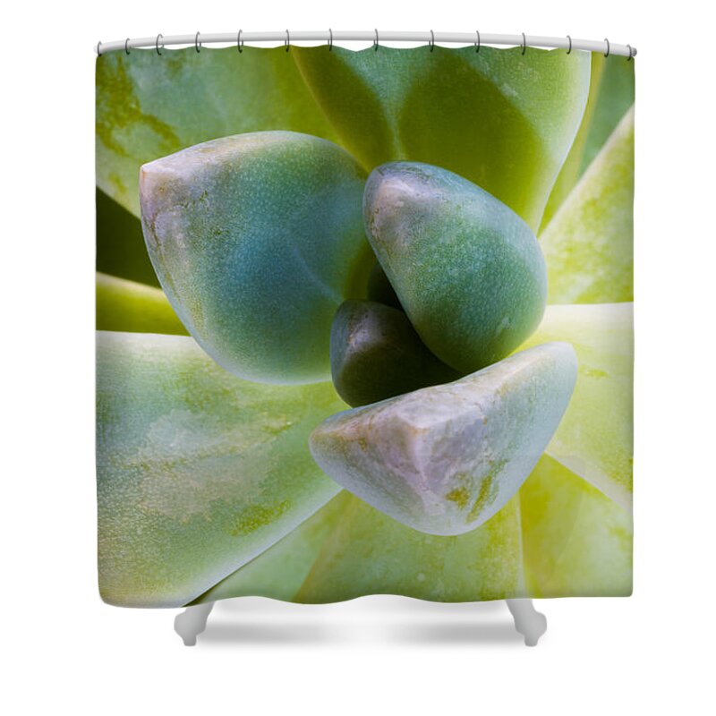 Beautiful Shower Curtain featuring the photograph Blue Pearl Plant #1 by Raul Rodriguez